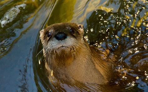 Species Spotlight: North American River Otter | by Mohonk Preserve | Medium