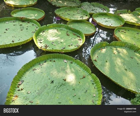 Amazing Lotus Plant Image & Photo (Free Trial) | Bigstock