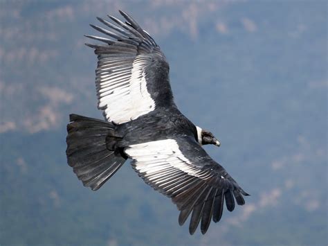 Andean Condor - eBird