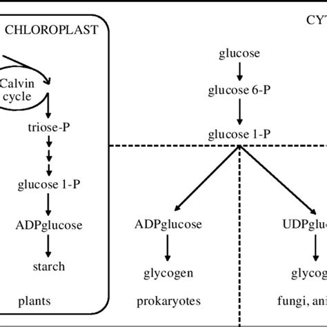 Pathways and compartmentalization of glycogen or starch synthesis in ...