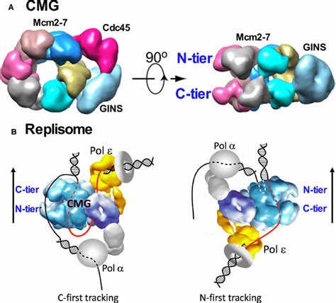 CMG helicase and replisome structure. (A) At the left is a top down ...