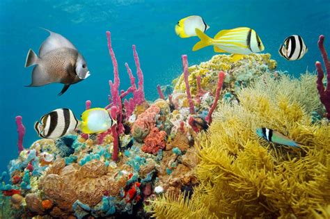 Colored Underwater Marine Life In A Coral Reef Stock Image - Image ...