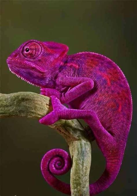 Purple chameleon | Animals wild, Colorful animals, Lizard