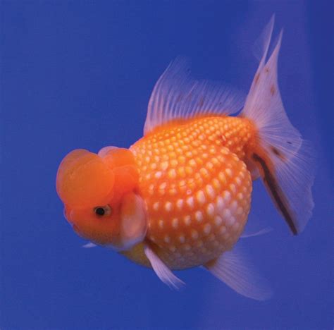 Goldfish | Care, Breeding, Tank Setup | Britannica