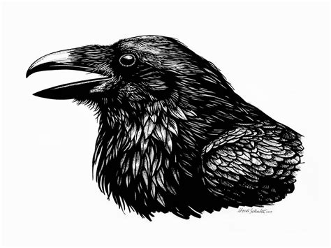 Raven Ink Drawing at PaintingValley.com | Explore collection of Raven ...