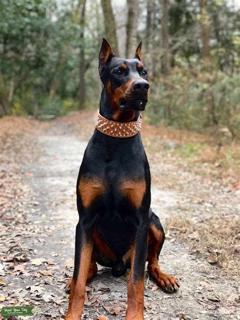 Proven AKC European Dobermann Stud - Stud Dog in South Carolina, the ...