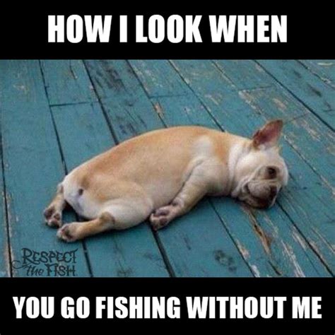 Funny Fish Memes