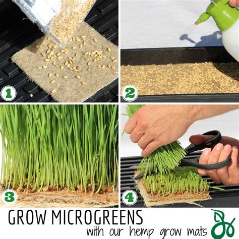 Microgreen growing kit – Grow Fresh, Healthy Greens: Organic-Certified ...