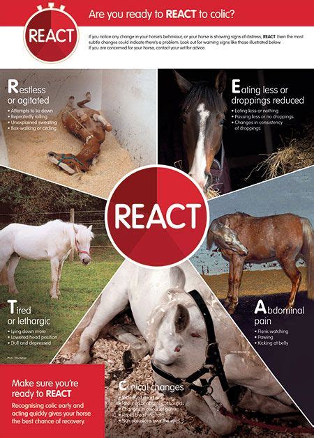 When to R.E.A.C.T.: Signs of colic in horses