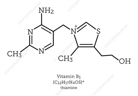 Molecular structure of vitamin B1 - Stock Image - C040/4328 - Science ...