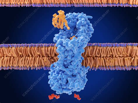 Lipopolysaccharide transport in bacterial cell membrane, illustration ...