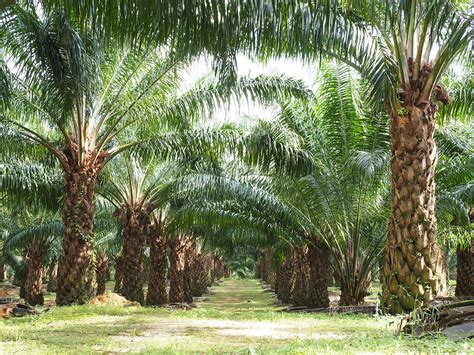 kebun kelapa sawit malaysia - Very Specific Website Photo Galery