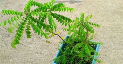 Ayurvedic Plants – Top 10 Easy To Grow Ayurvedic Herbs For Your Garden ...