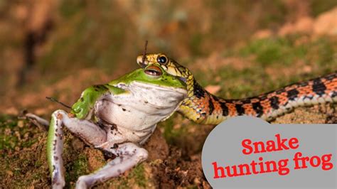 Can Snakes Eat Frogs?