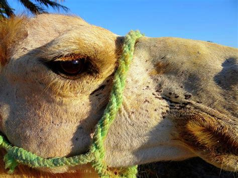 Camel Eye Photograph by Exploramum Exploramum | Fine Art America