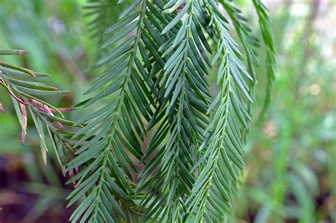 Taxodium mucronatum (Cupressaceae) image 77715 at PhytoImages.siu.edu