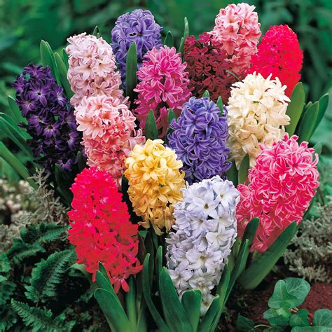 SÜMBÜL (Hyacinthus) BAKIMI | Çiçek Bakımı, Çiçek Çeşitleri, Çiçek ...