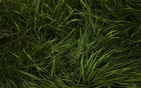 Grass, grass, texture, texture and backgrounds grass, green grass