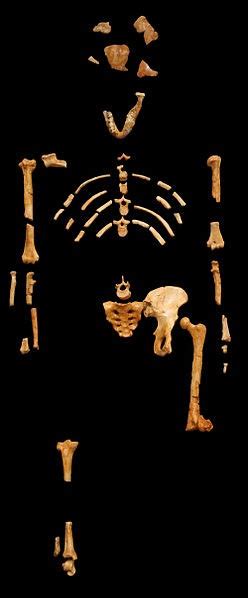 Australopithecus Fossils Found East of the Great Rift Valley | Ancient ...