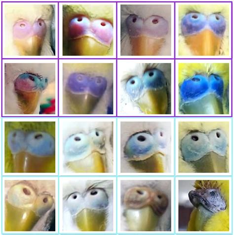 Male Vs Female Budgies As Pets Planet Pet | atelier-yuwa.ciao.jp