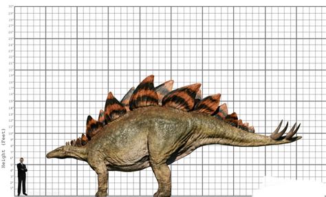 My Stegosaurus size comparison by EthanThomas2022 on DeviantArt