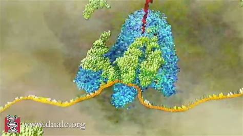 Fajarv: Protein Synthesis Model 3d