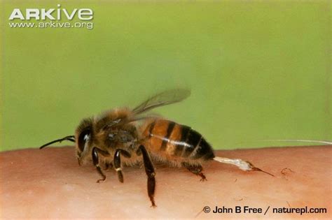 Brigit Strawbridge Howard: WHICH BEES 'STING' AND WHICH DON'T?