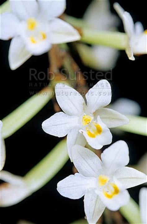 Native Easter orchids (Raupeka) in flower - Earina autumnalis, Stewart ...