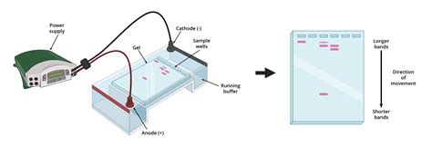 Gel Electrophoresis Diagram