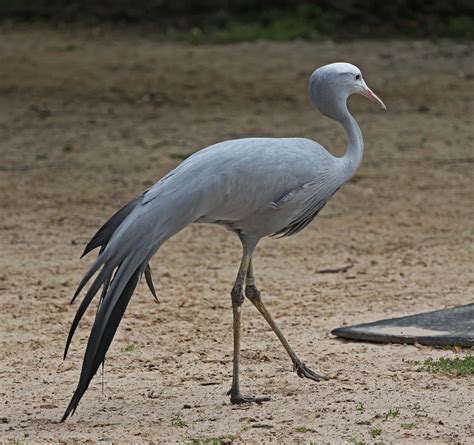 Pictures and information on Blue Crane | South african animals, African ...