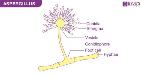 Aspergillus Diagram