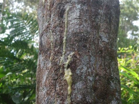 Styrax Benzoin Essential Oil, Resin | Moksha Lifestyle Products