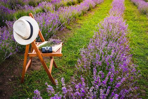 How To Create A Lavender Garden: Planting A Garden Of Lavender Flowers