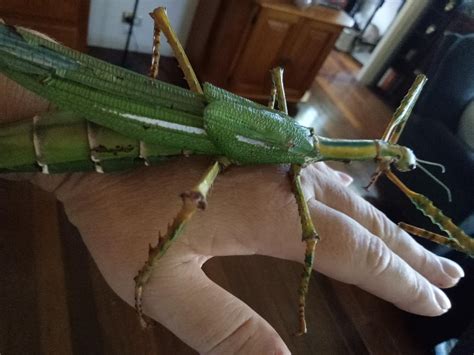 This ? Stick bug I just found..... Bit unwell, hence his calmness. Any ...