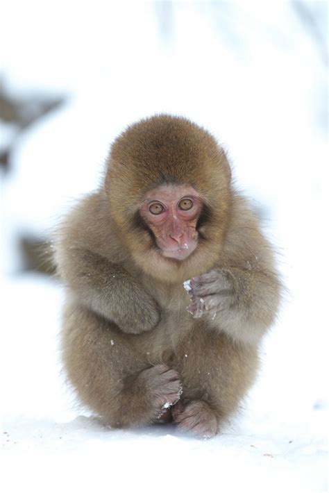 Snow Baby | Snow monkey