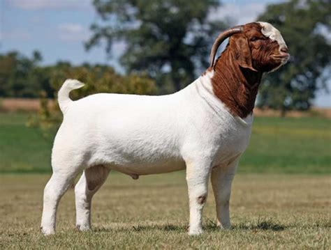 15 Best Goat Breeds for Meat - PetHelpful