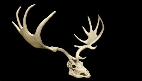 Megaloceros Giganteus or Irish Elk Skull free VR / AR / low-poly 3D ...