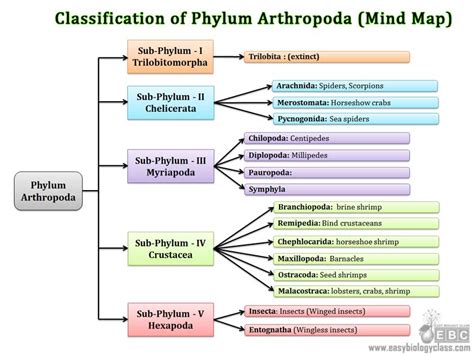 Arthropoda Classification (Subphylum/Classes) | Easy Biology Class ...