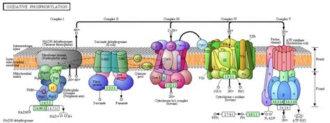 Cytochrome C Oxidase