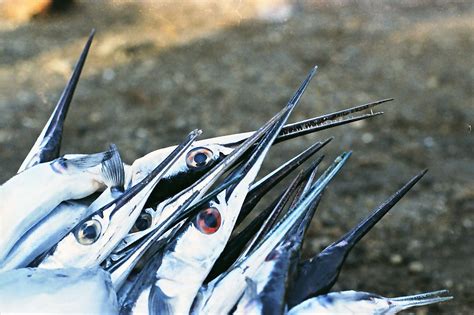 Lombok : Ikan Todak | A pail of Ikan Todak. Tanjung Luar, Lo… | Flickr