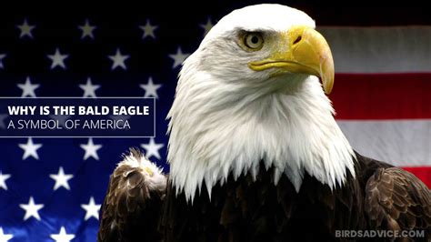 Why Is The Bald Eagle A Symbol Of America? Birds Advice