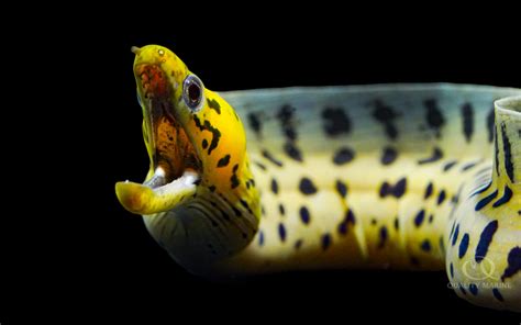 Yellow-Head Moray Eel - Quality Marine