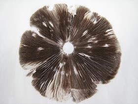 Lynn Corsi Bland: Mushroom Spore Prints