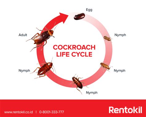 Cockroach Life Cycle - Rentokil Indonesia