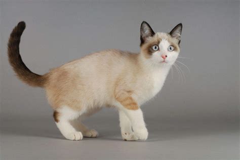 5 Best Snowshoe Cat Breeders -Quality Over Quantity