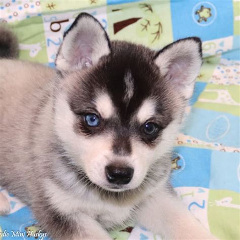 Are Teacup Huskies Real