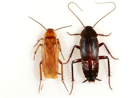 New Cockroach Species Replacing Oriental Roach in Southwest US | Live ...