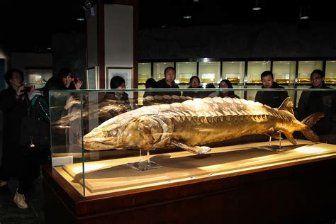 What else in the Yangtze can't be lost besides the Chinese paddlefish ...