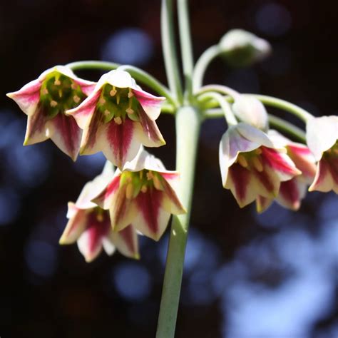 Hayloft Plants 3 x Potted Alliums - QVC UK