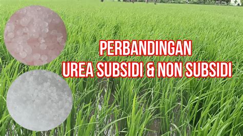 PERBANDINGAN PUPUK UREA SUBSIDI DAN NON SUBSIDI - YouTube